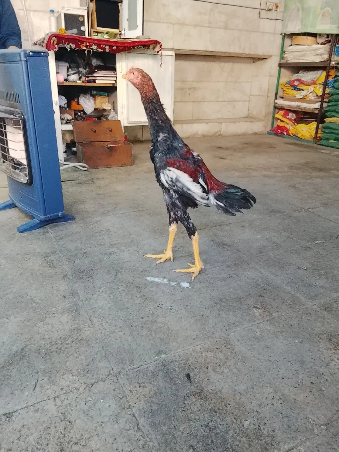 جوجه لاری|حیوانات مزرعه|اسلام‌شهر, شهرک امام حسین (میان آباد)|دیوار