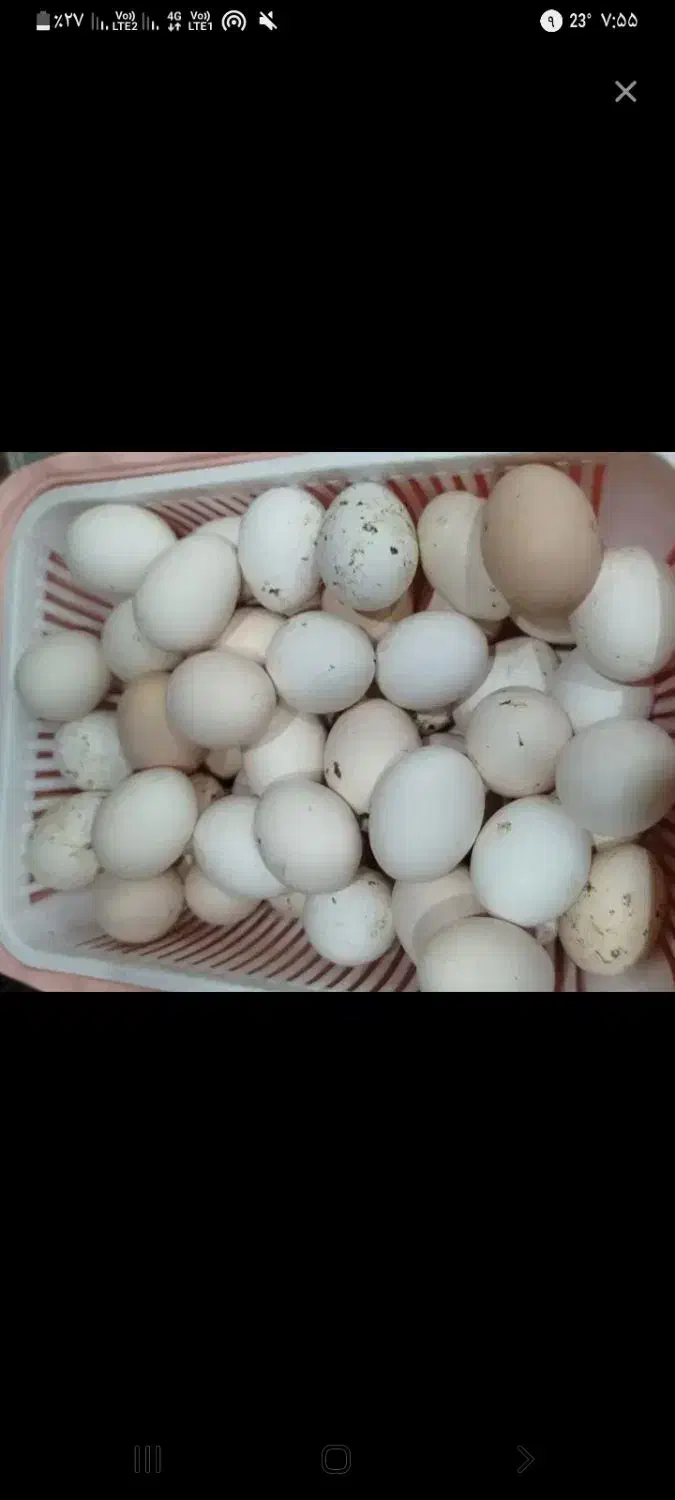 تخم مرغ عربی|حیوانات مزرعه|شادگان, |دیوار