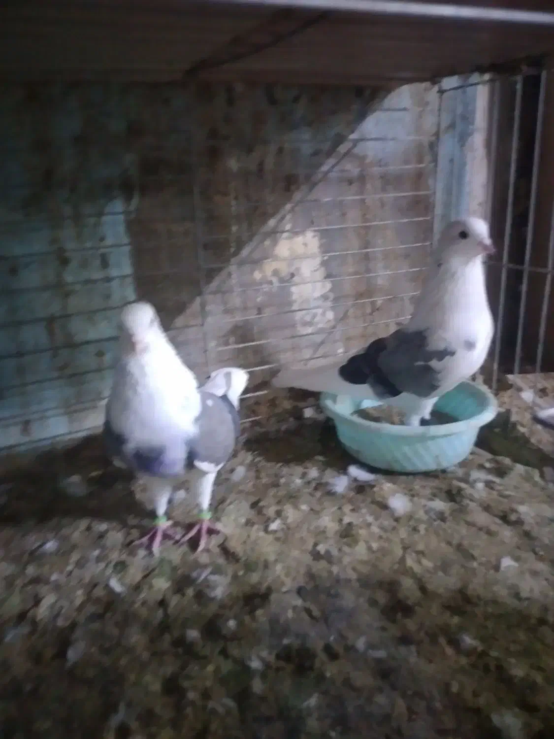 حیوانات پرنده|پرنده|قشم, |دیوار