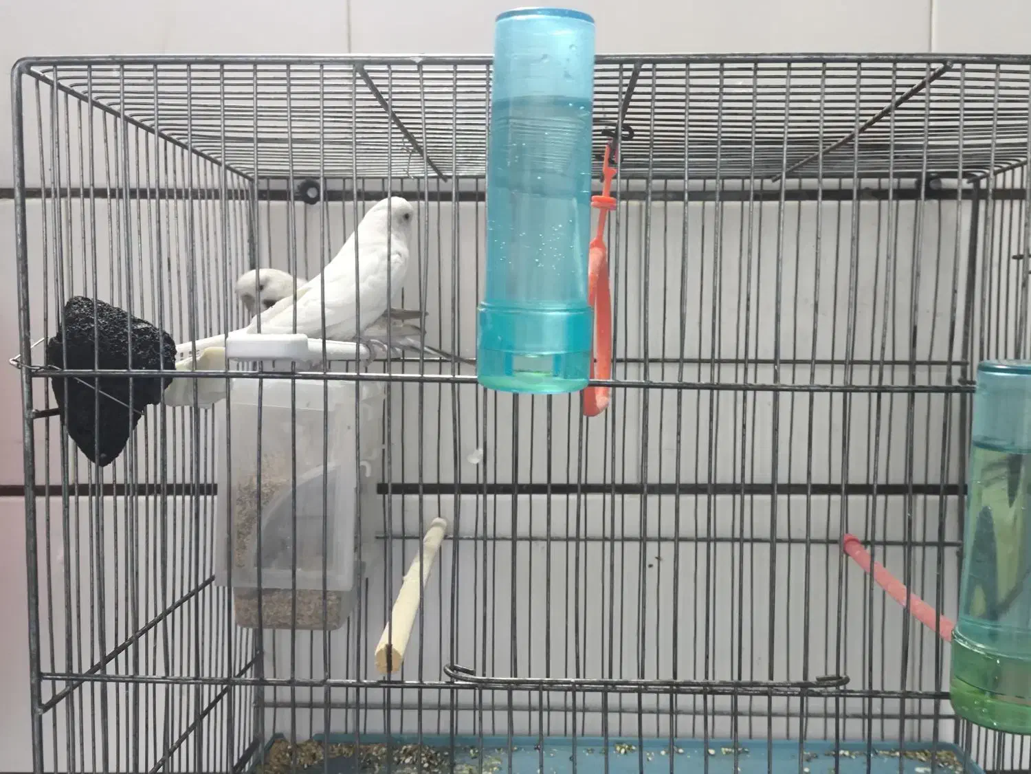 فروش دو جفت مرغ عشق انگلیسی|پرنده|داراب, |دیوار