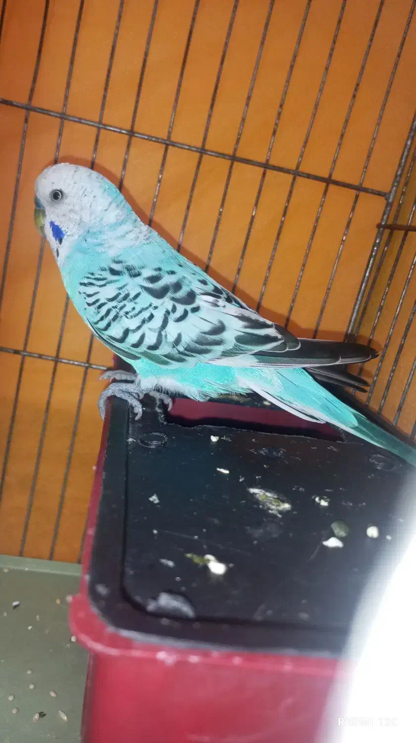 یه عدد مرغ عشق نر مولد مست به شرط|پرنده|قدس, شهر‌قدس|دیوار