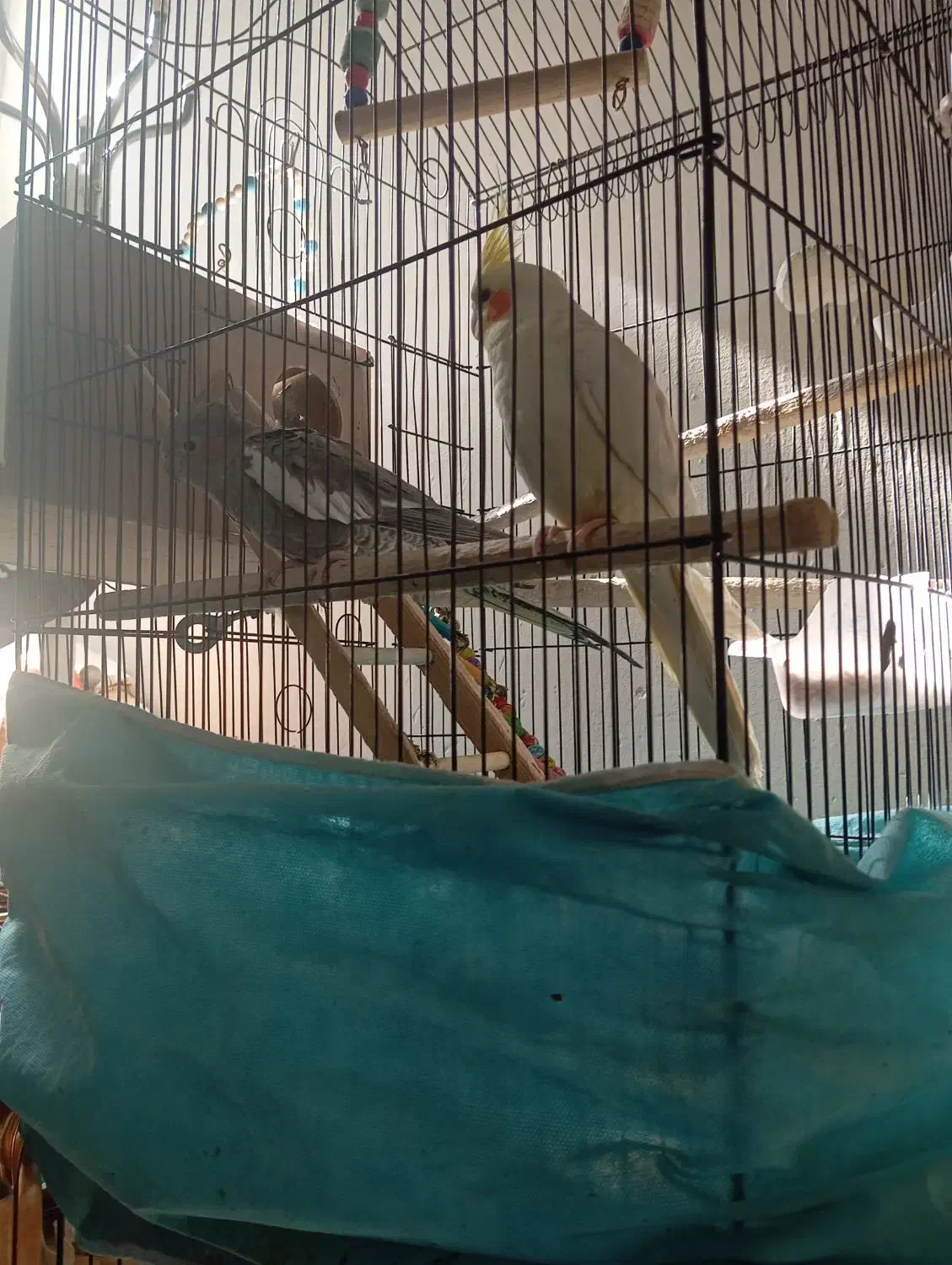 عروس هلندی مولد رو تخم|پرنده|حبیب آباد, |دیوار