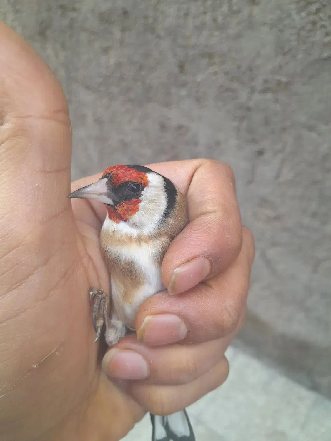 سهره نر|پرنده|قم, علی آباد سعدگان|دیوار