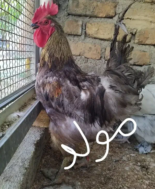 خروس طوسی (بلو) نژاد آیسبار زینتی، برهما|حیوانات مزرعه|تهران, طرشت|دیوار