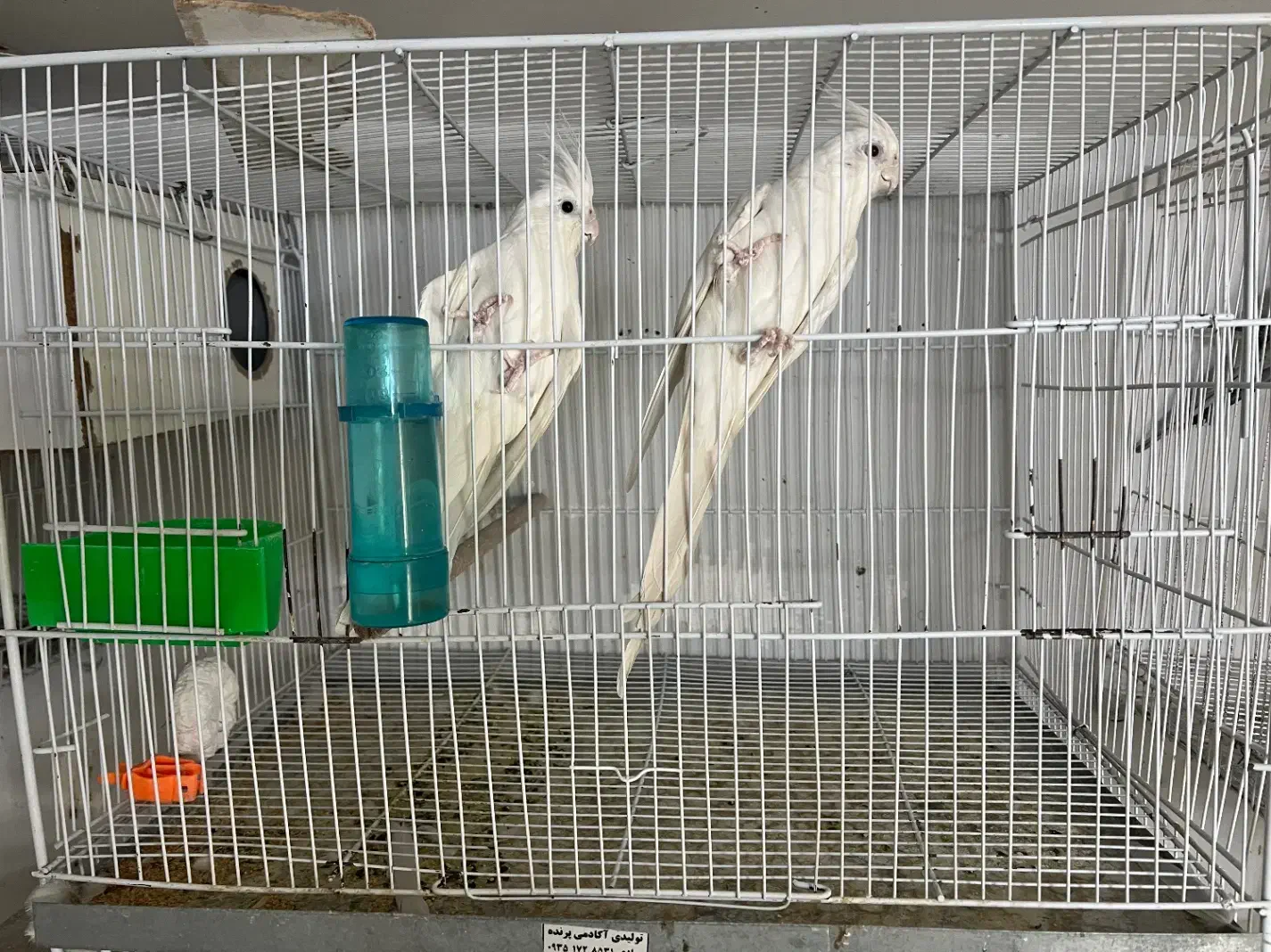 حیوانات|پرنده|تربت جام, المهدی|دیوار