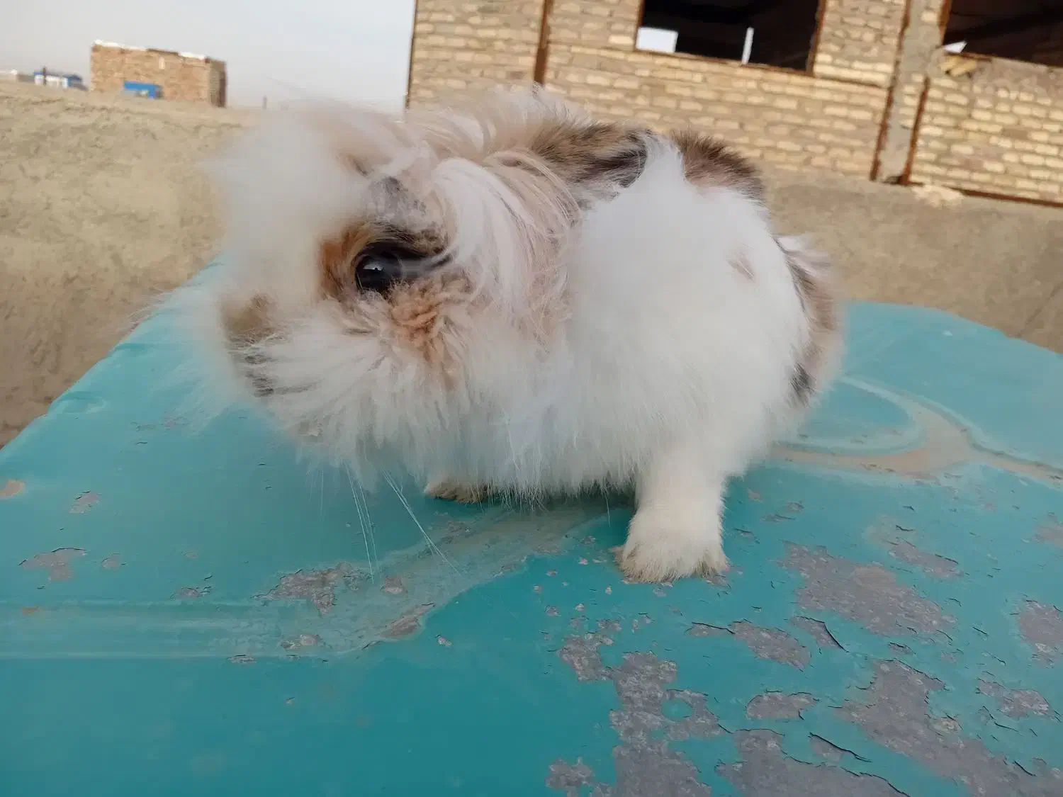 خرگوش  لوپ|موش و خرگوش|تربت جام, شهرک آزادگان|دیوار