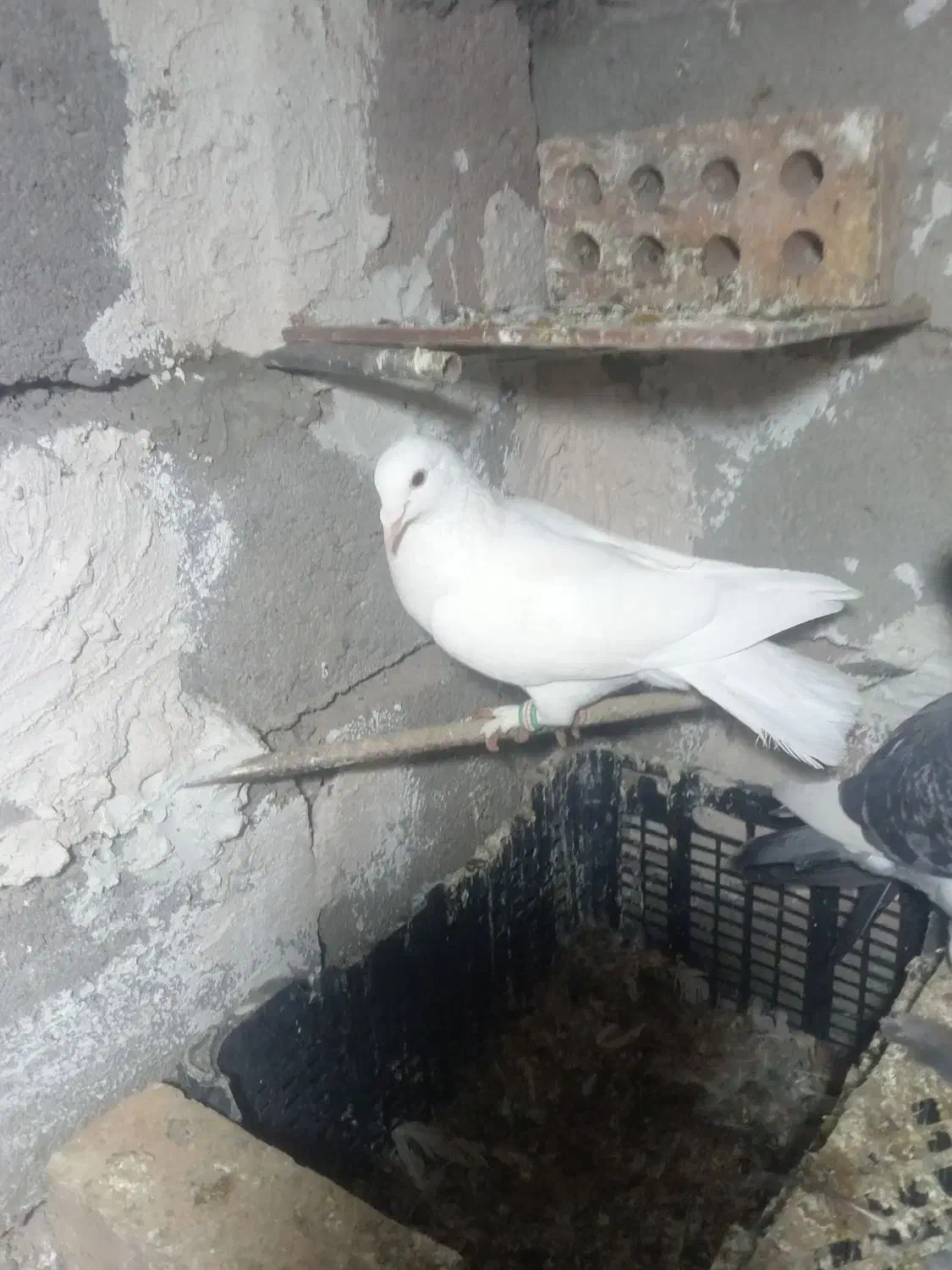 کبوتر|پرنده|میان جلگه, |دیوار