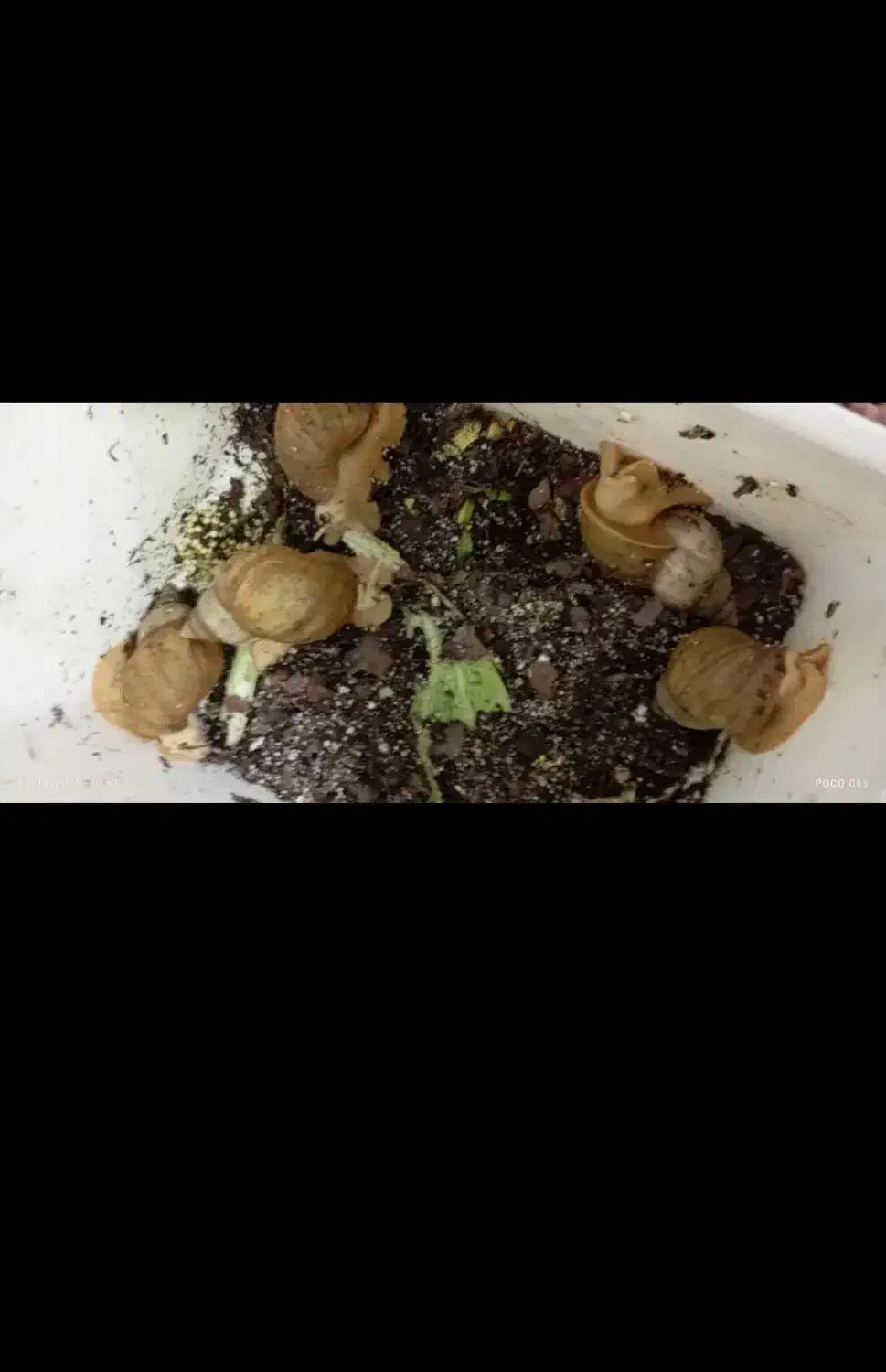 حلزون|خزنده|چهاردولی, |دیوار