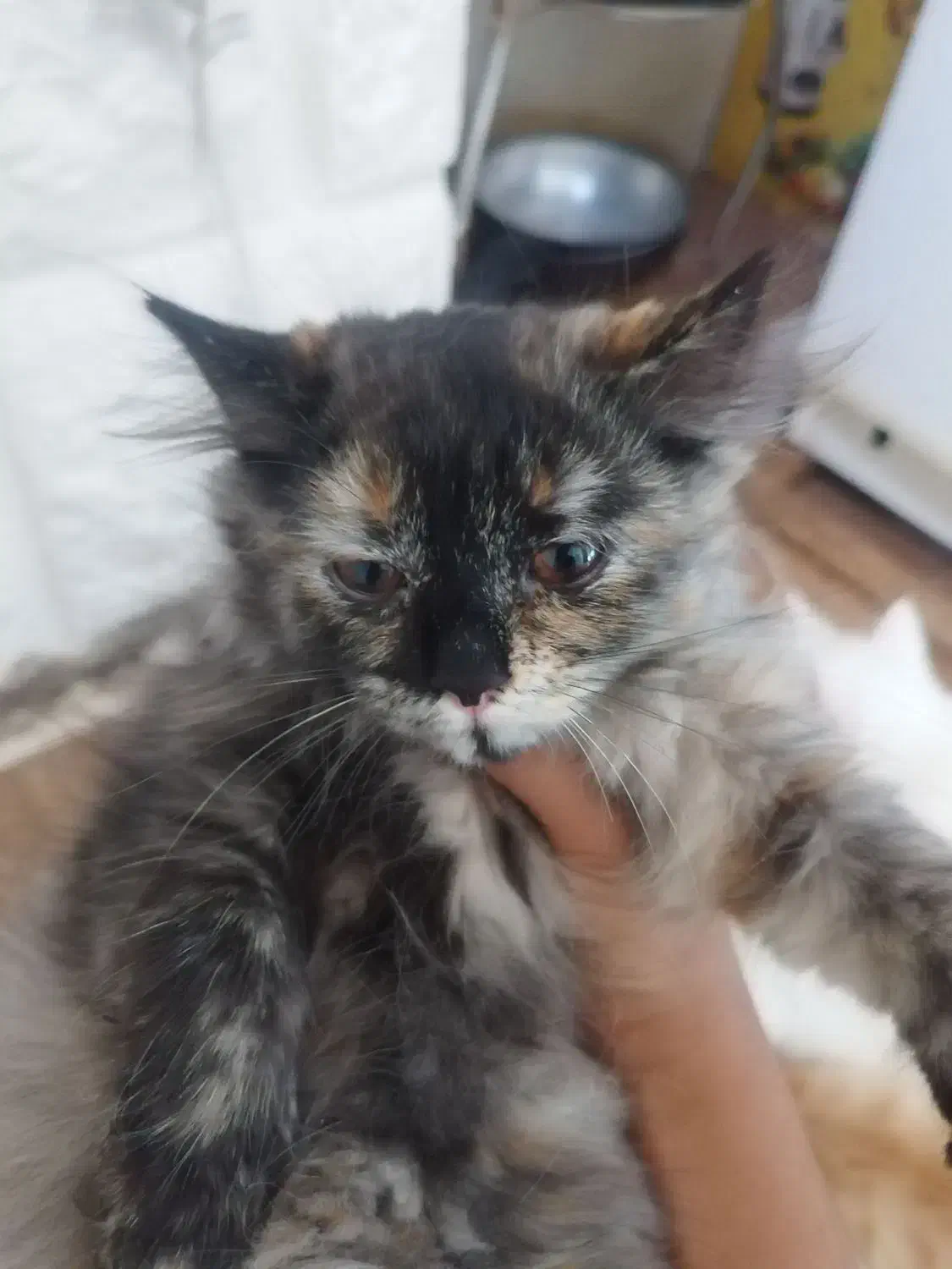 فروشی نژاد پرشین و. دی اس اچ سه ماهه بازیگوش ماده|گربه|ارومیه, |دیوار