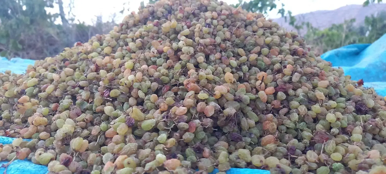 کشمش خراسان شمالی|خوردنی و آشامیدنی|تهران, جمال‌زاده|دیوار