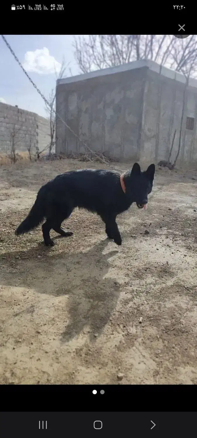 سگ ژرمن ماده فروشی|سگ|بروجرد, |دیوار