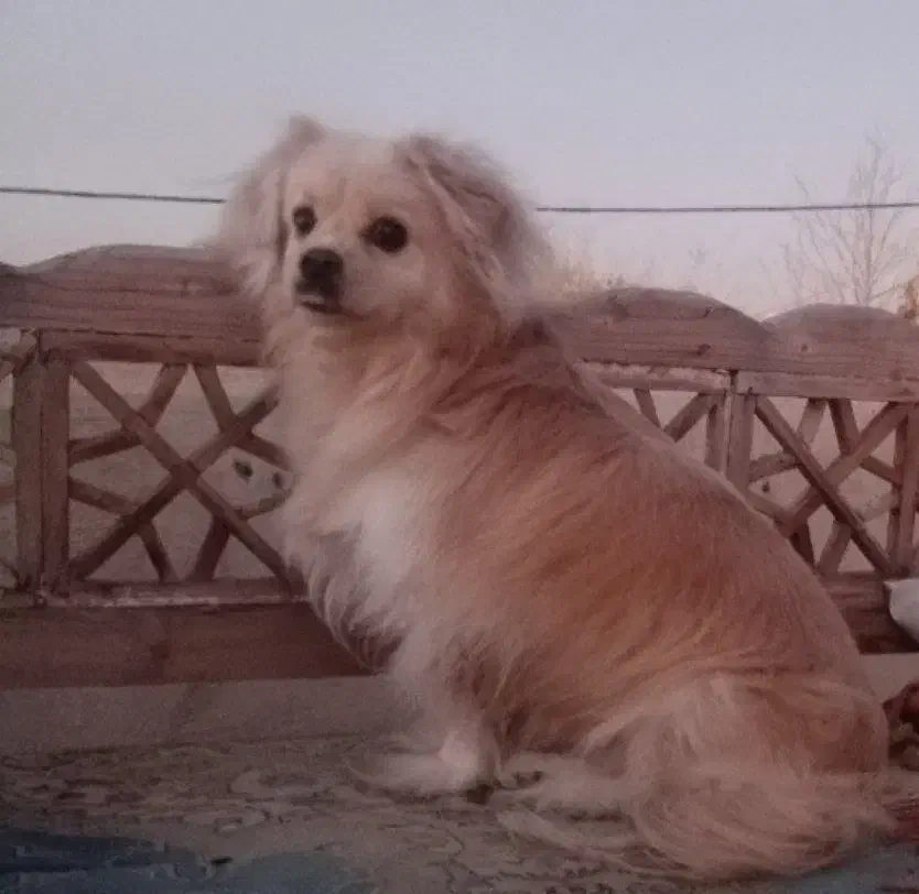 سگ آشپیتز پامر|سگ|شهریار, اصیل آباد|دیوار