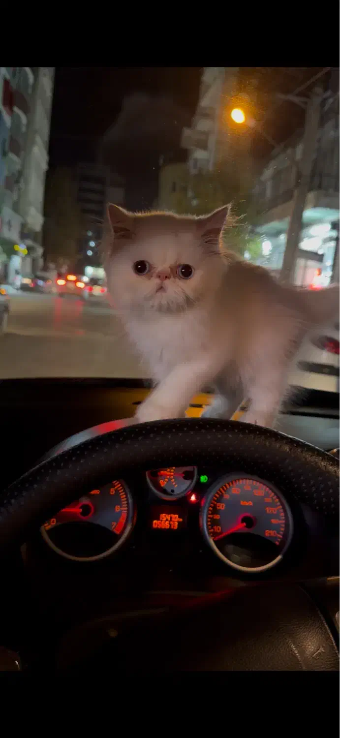 واگذاری گربه پرشین سوپرفلت|گربه|ارومیه, |دیوار