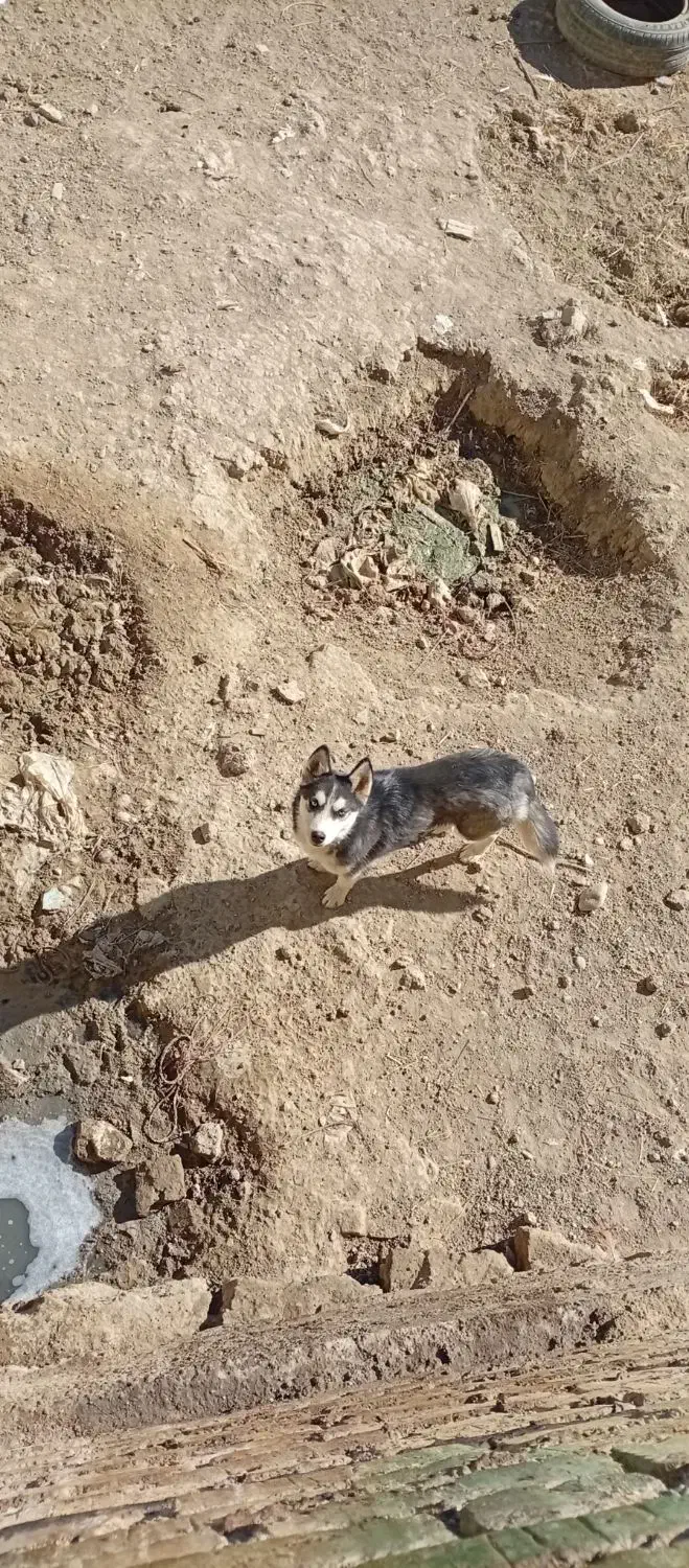 هاسکی|سگ|ارومیه, |دیوار