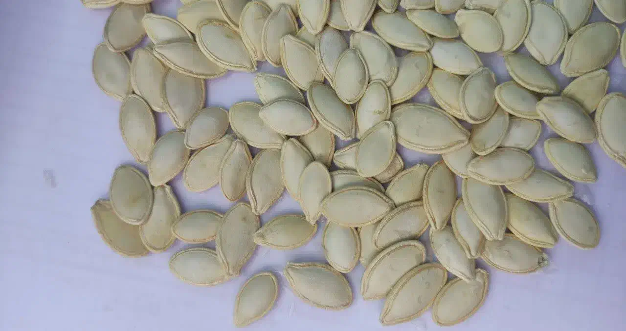 تخمه کدو|عمده‌فروشی|سمیرم, |دیوار