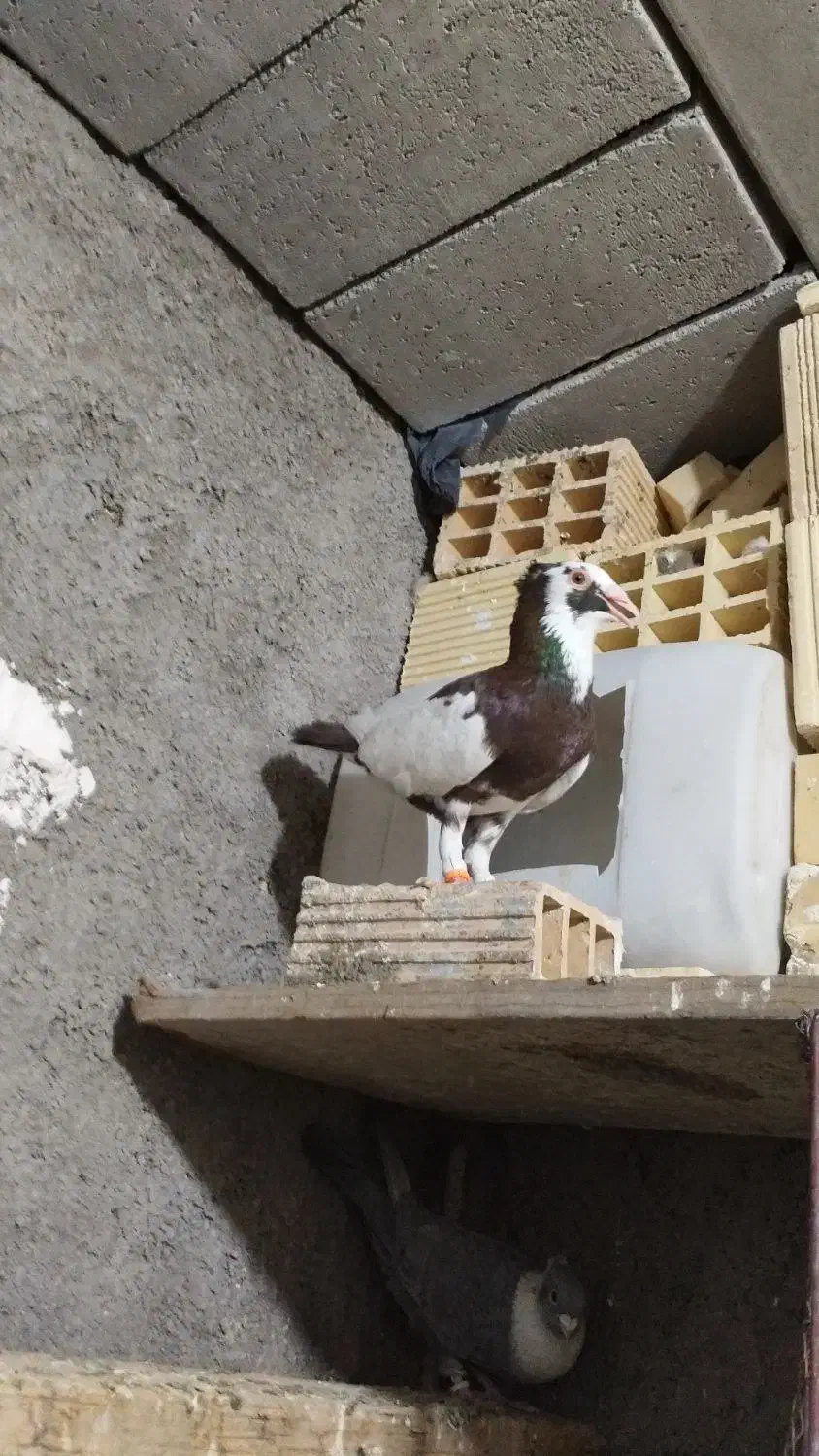 پیسه نر جوان|پرنده|شوشتر, |دیوار