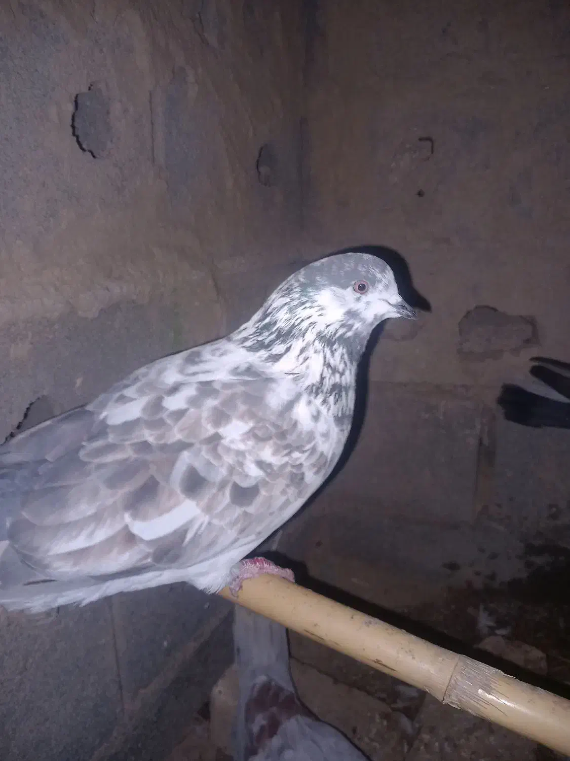 کبوتر پرشی|پرنده|گمیشان, |دیوار