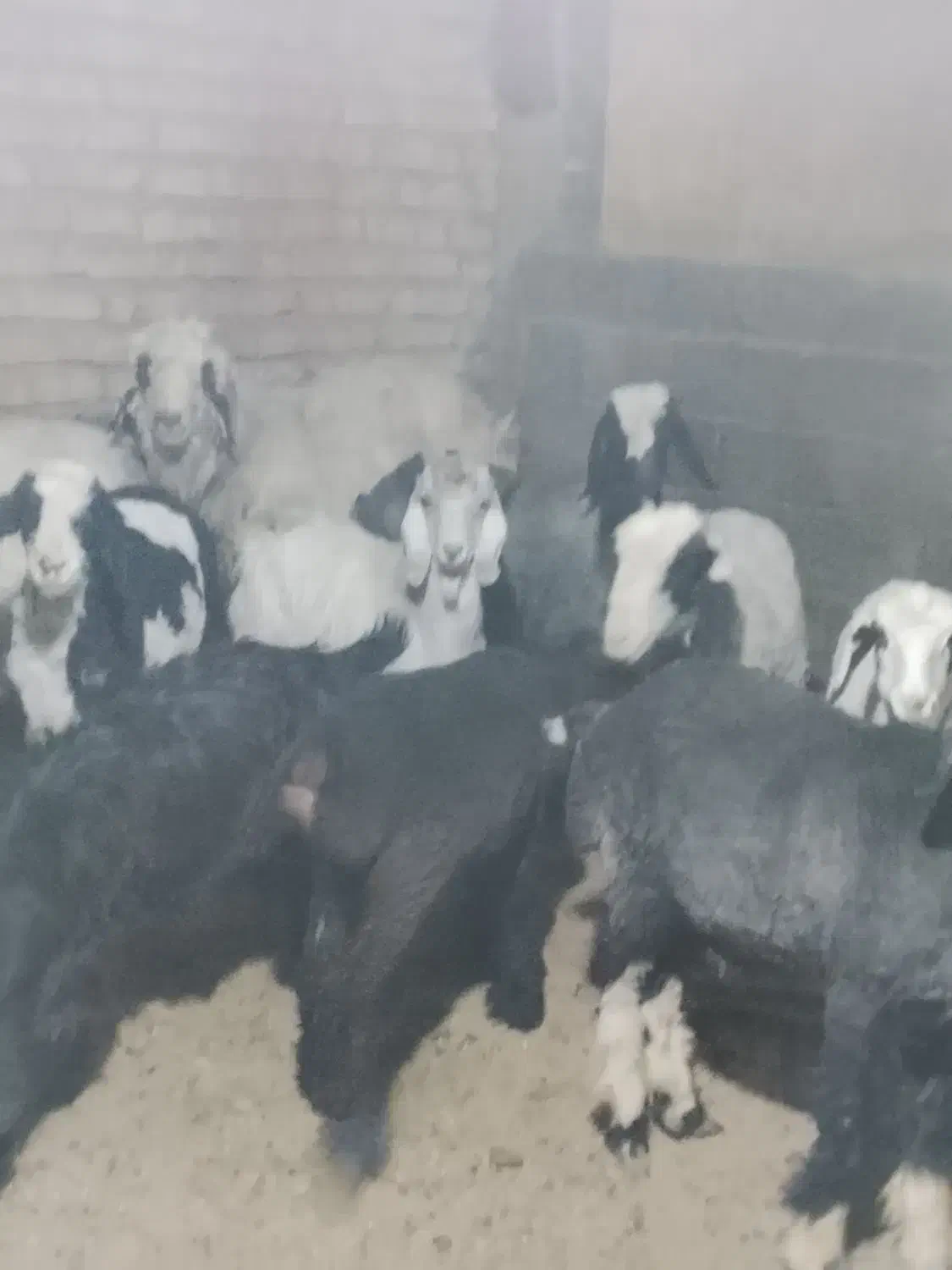 سلام بره هم داشت هم قصابی|حیوانات مزرعه|کوار, |دیوار