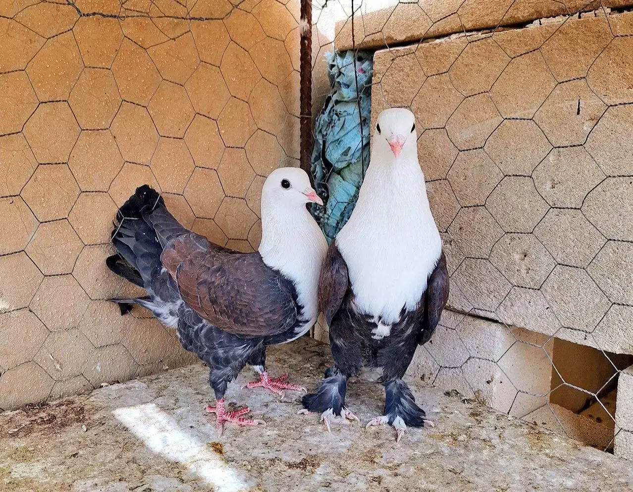 کبوتر.کله سفید جفتی|پرنده|مه ولات, |دیوار