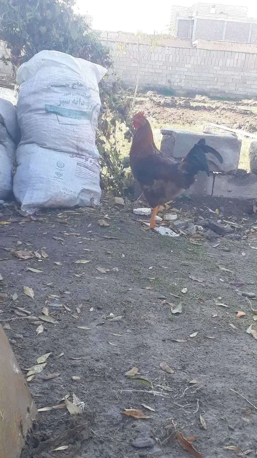 خروس محلی|حیوانات مزرعه|بکتاش, |دیوار