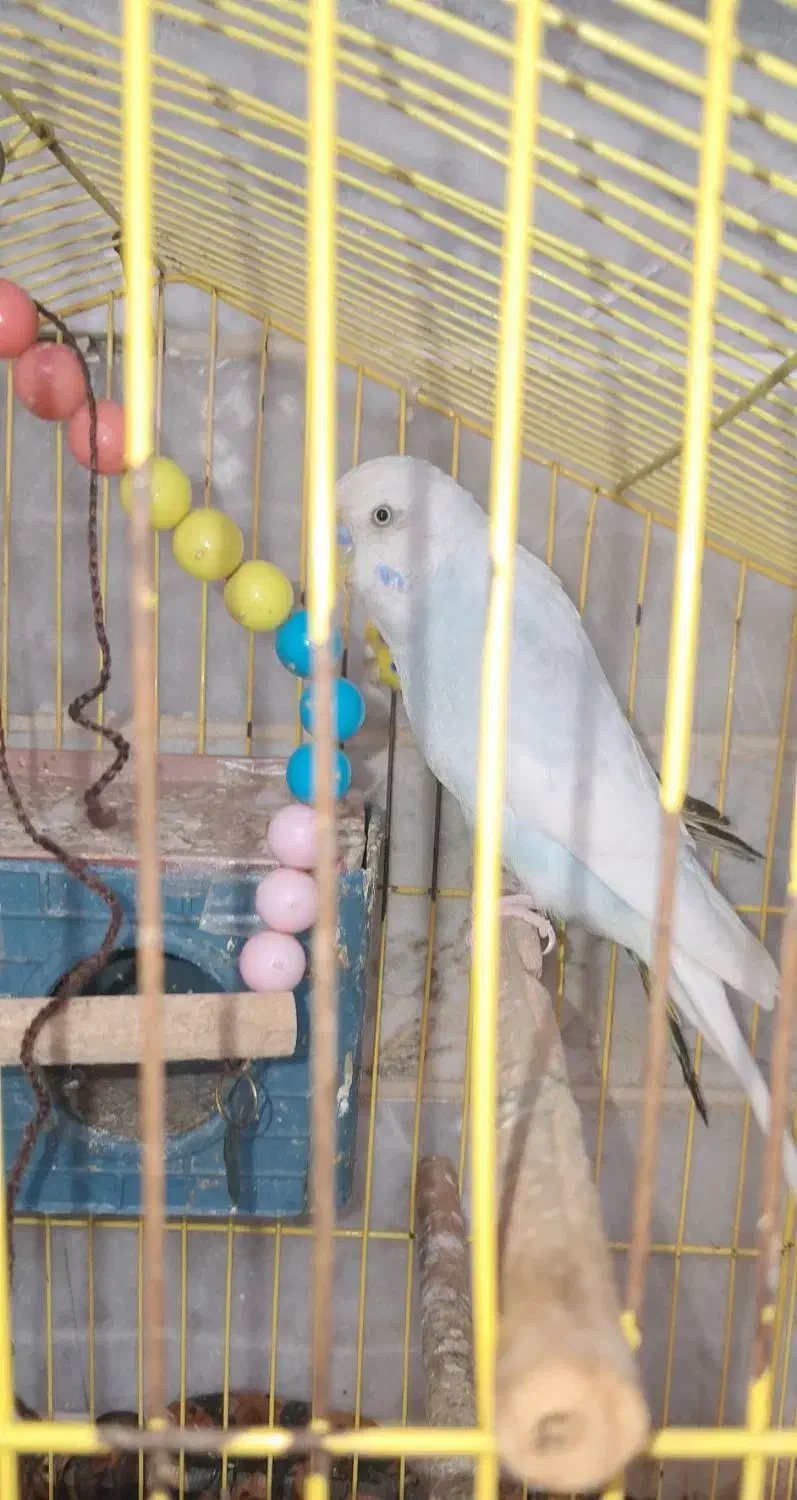 یک جفت مرغ عشق تخم گذار|پرنده|رشت, سلیمانداراب|دیوار