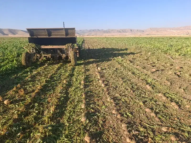 انجام کار برگ زنی چغندر|خدمات باغبانی و درختکاری|حمیل, |دیوار