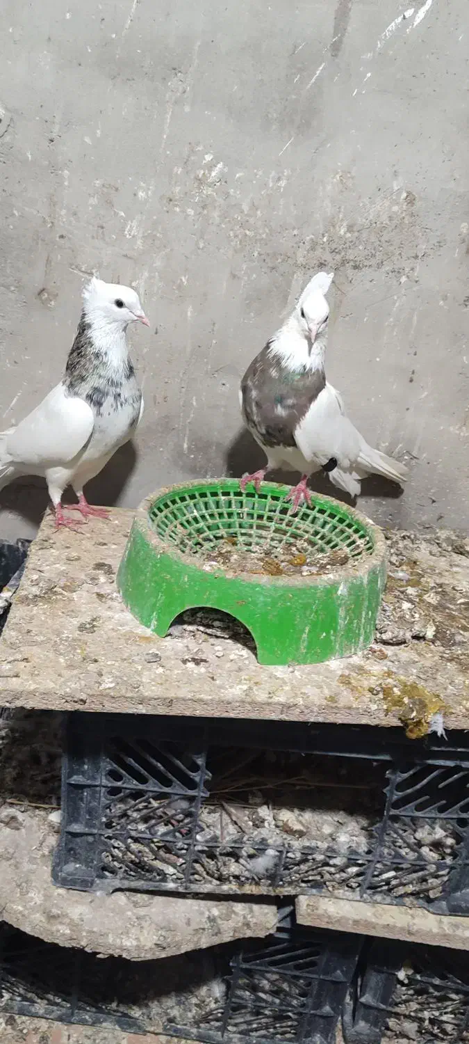 پرنده|پرنده|بهبهان, |دیوار