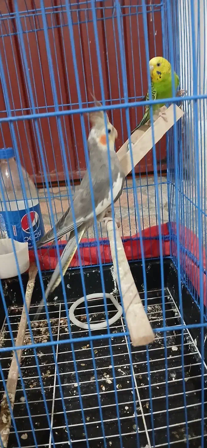 ariahesam|پرنده|گرگان, |دیوار