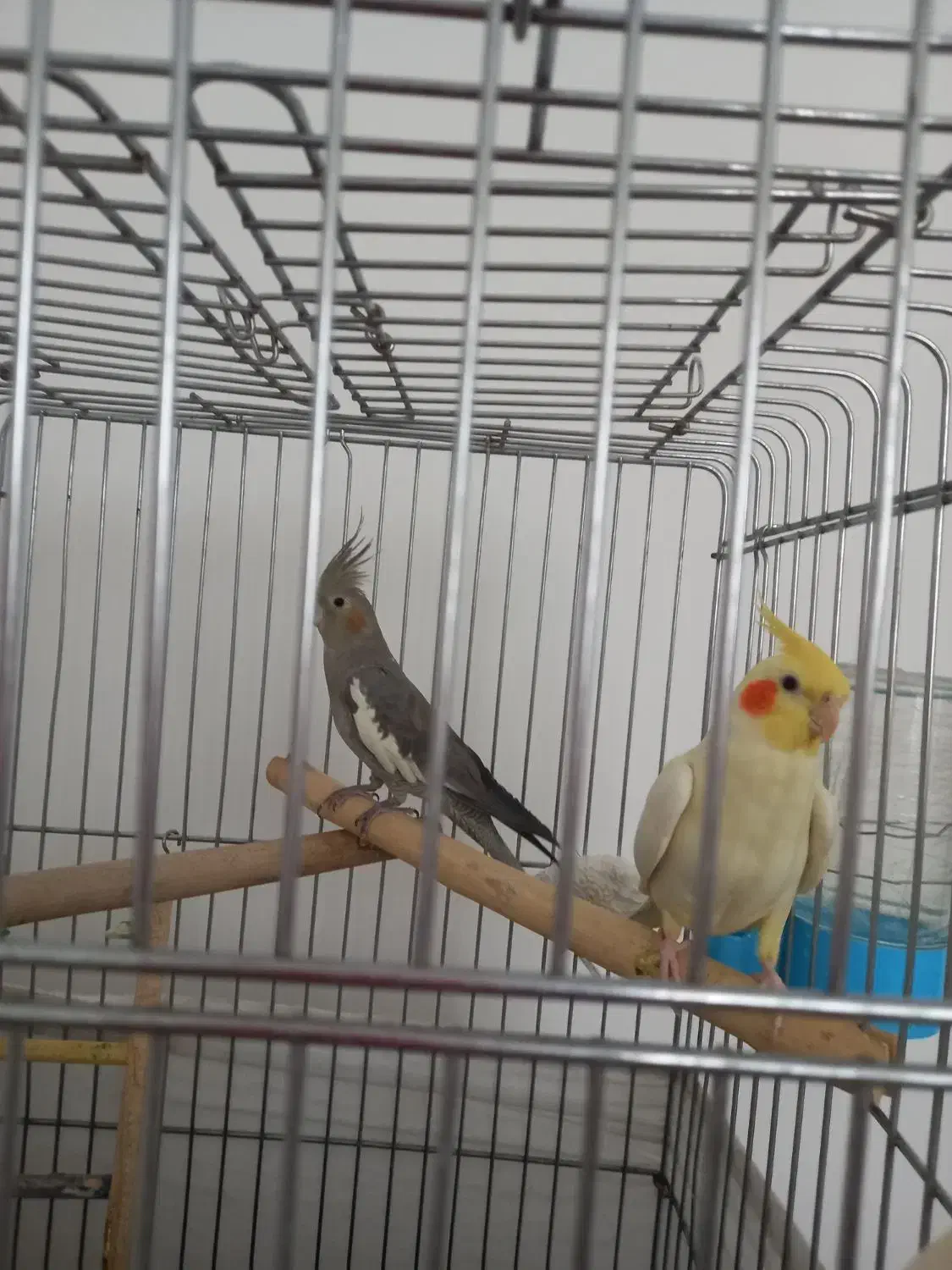 سه عدد عروس هلندی مولد|پرنده|فردیس, فردیس|دیوار