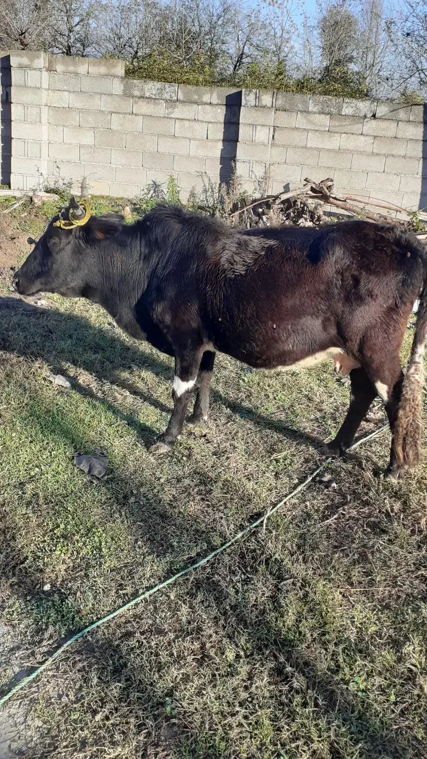 گاو همراه گوساله دورگ  مخصوص خانه دار ۸۵۰۰۰۰|حیوانات مزرعه|شاندرمن, |دیوار