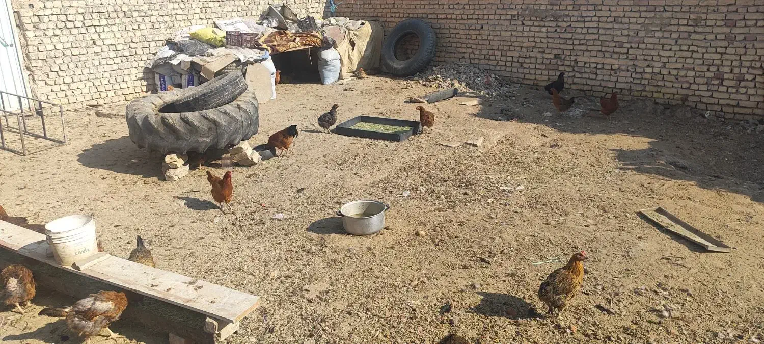 مرغ تمگذار|حیوانات مزرعه|فلاورجان, |دیوار