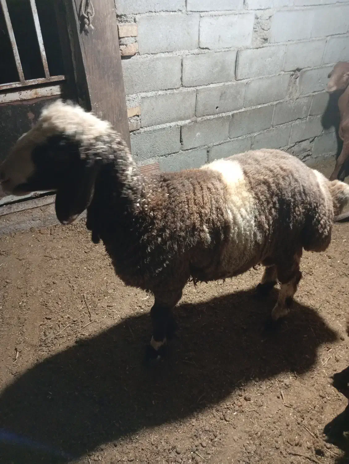 دو..رس نر بره چاق|حیوانات مزرعه|مینودشت, |دیوار