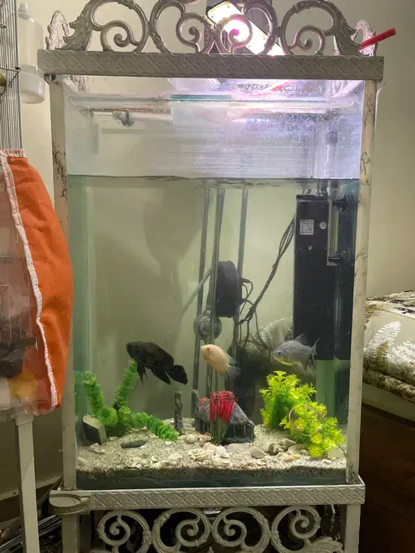 اکواریوم|ماهی|تهران, تهرانپارس شرقی|دیوار