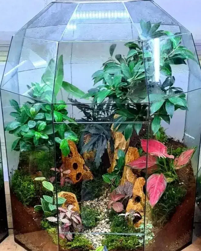 تراریوم|گل و گیاه طبیعی|تهران, شهرک شریفی|دیوار