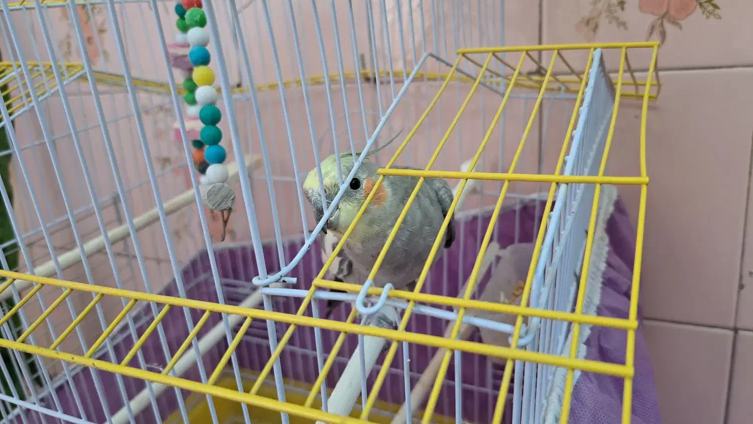 عروس هلندی با قفس|پرنده|میانه, |دیوار