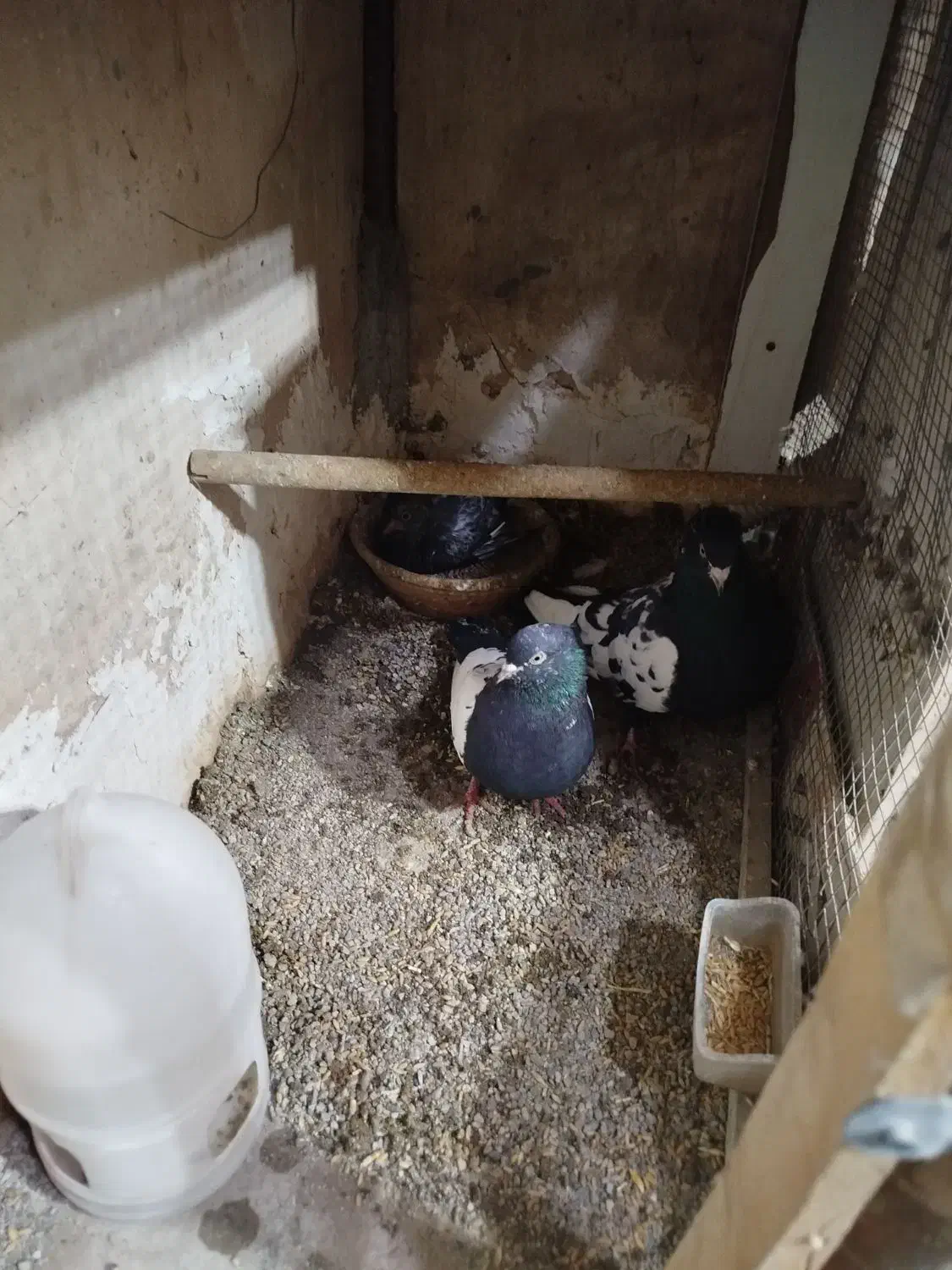 ..کفترسینه ای|پرنده|پاکدشت, پاکدشت (مامازند)|دیوار