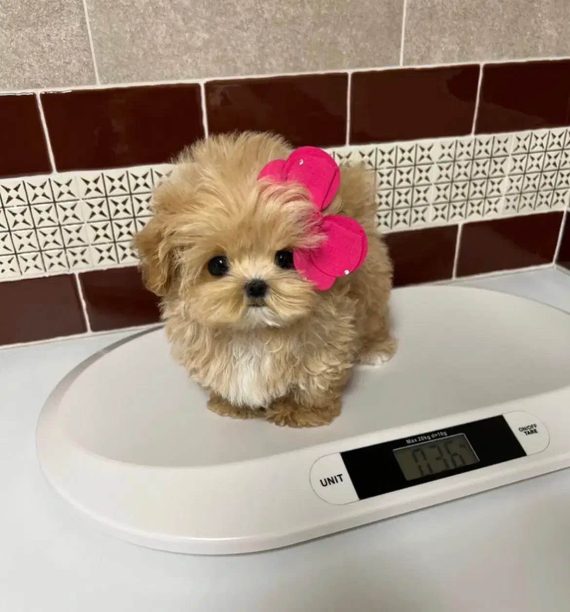 چاکلت مینی|سگ|تهران, حر|دیوار