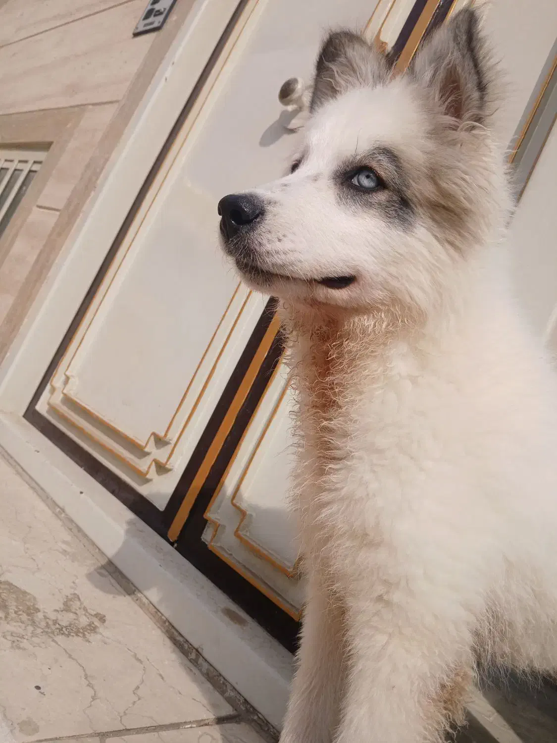 سگ هاسکی گمشده|سگ|یزد, |دیوار