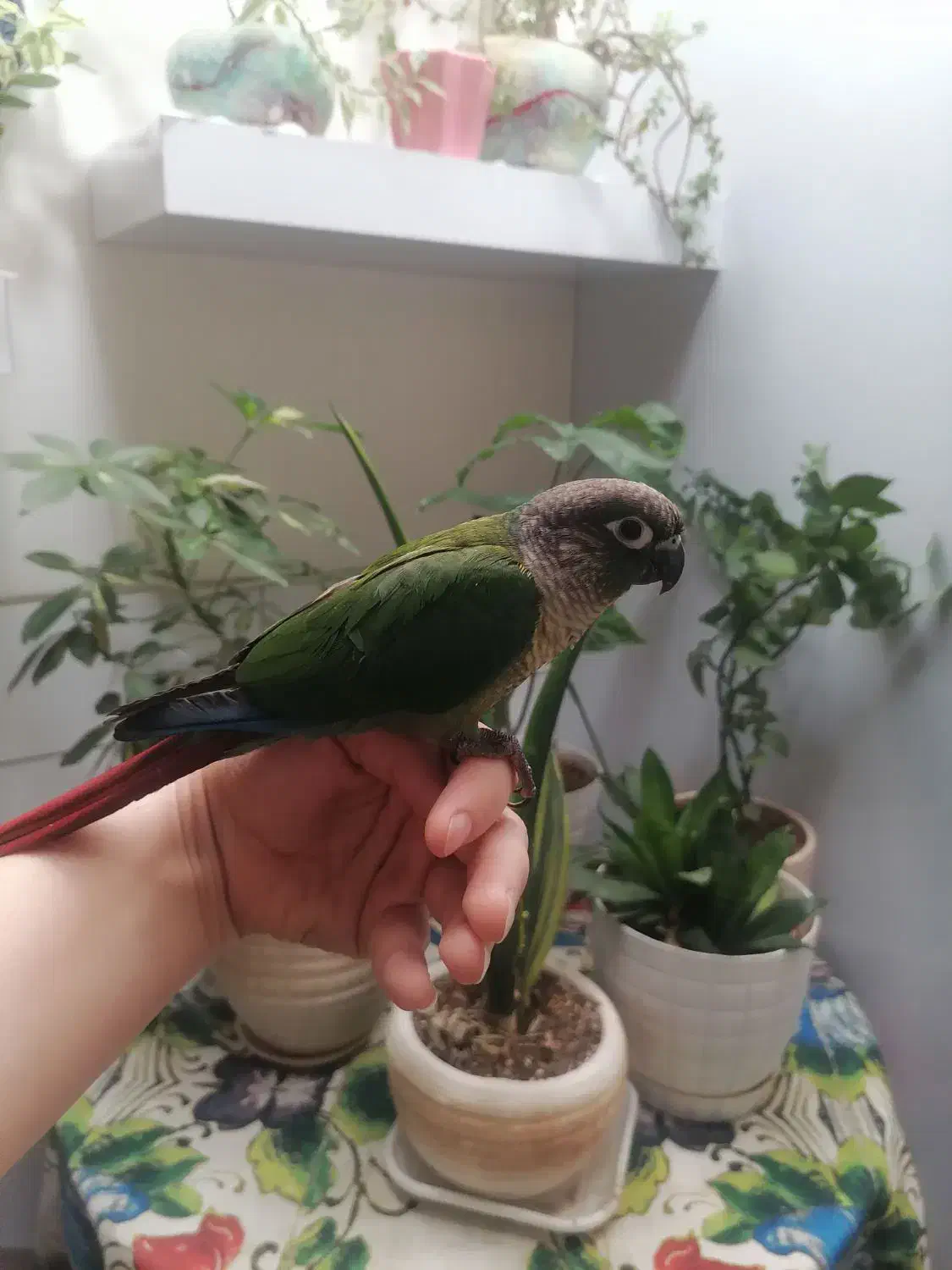 گیرنچک لئوساید دستی|پرنده|اصفهان, عمان سامانی|دیوار