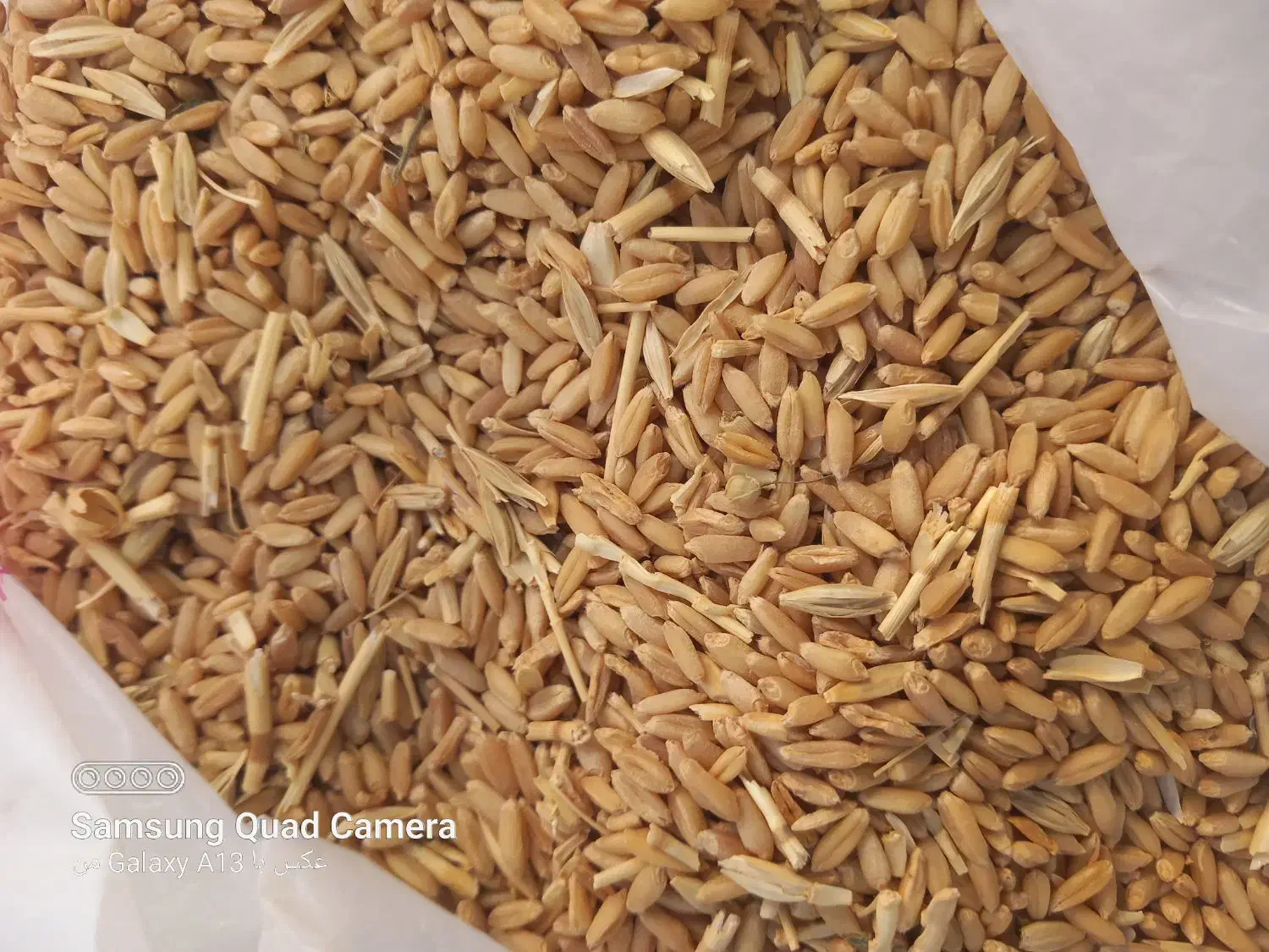 گندم|عمدهفروشی|زاغه, |دیوار