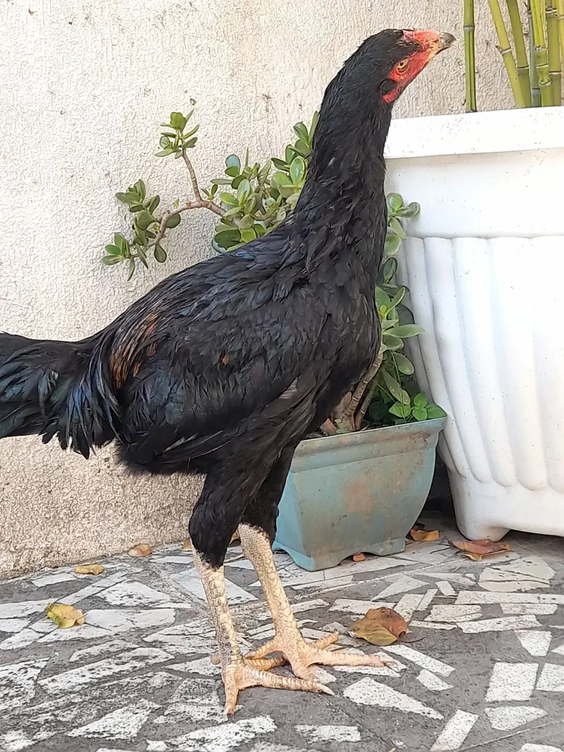 خروس لاری ۷ ماهه|حیوانات مزرعه|بابل, |دیوار