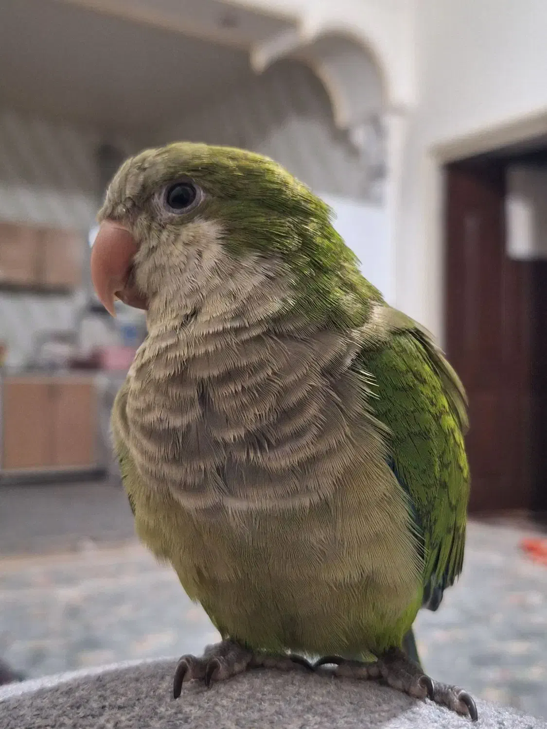 گمشده|حیوانات|آباده, |دیوار