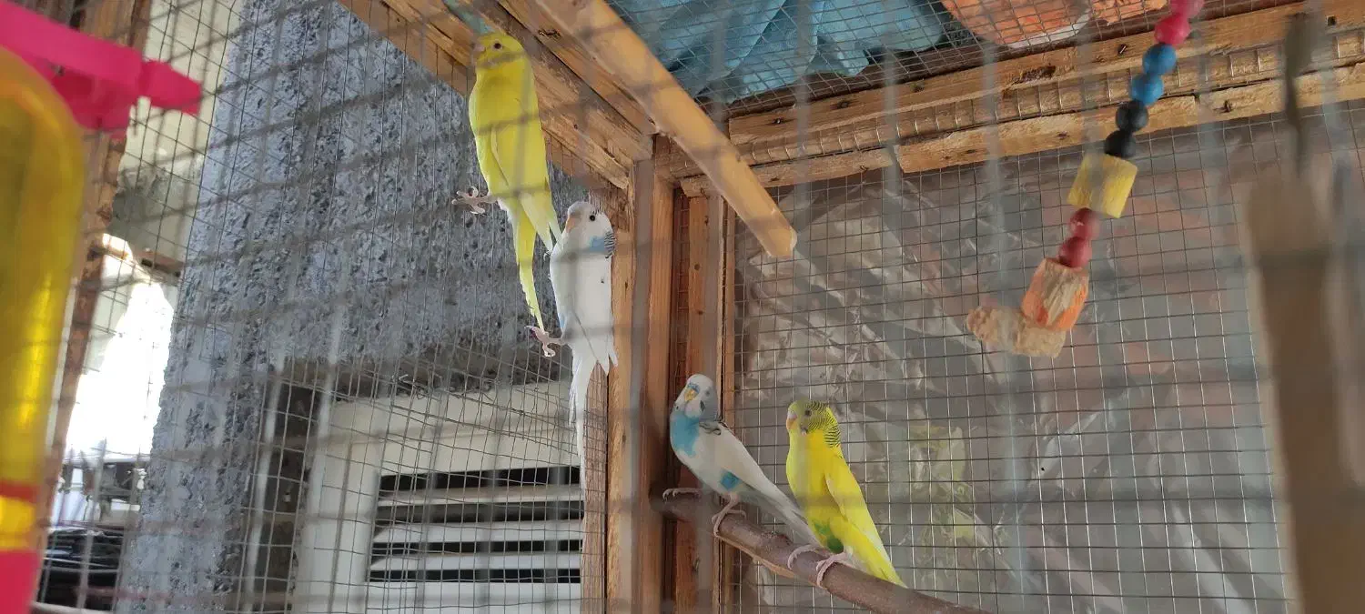 مرغ عشق|پرنده|الوند, |دیوار