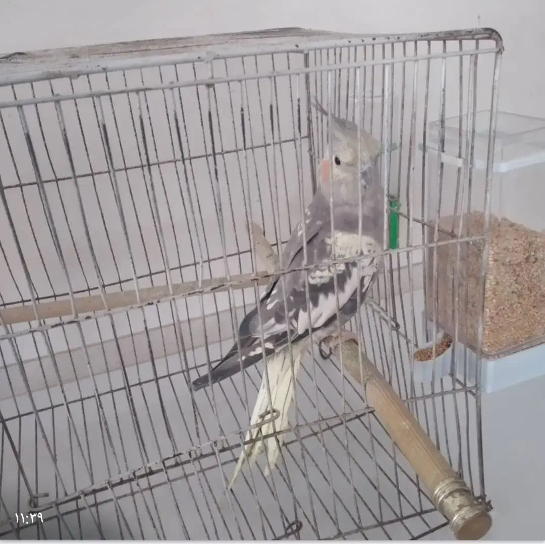 عروس هلندی ماده تخمگذار|پرنده|آستارا, |دیوار