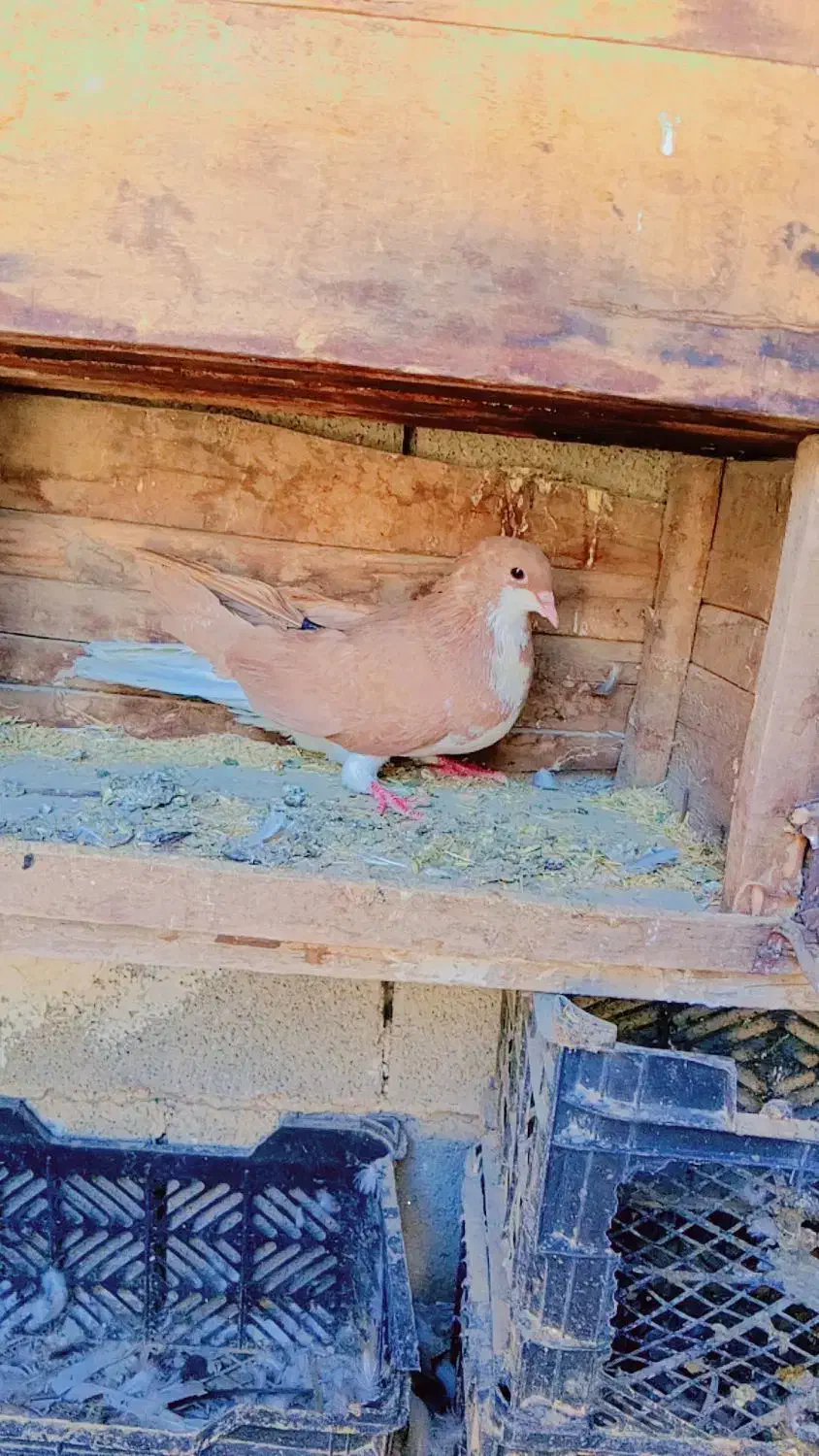 کبوتر شیرازی|پرنده|شادگان, |دیوار