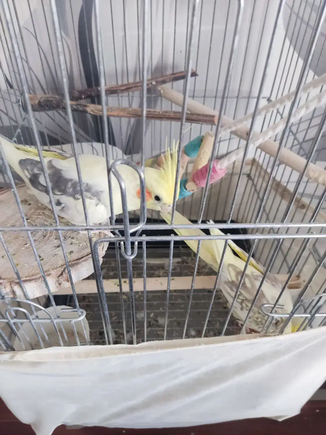 عروس هلندی|پرنده|پرند, فاز ۵|دیوار