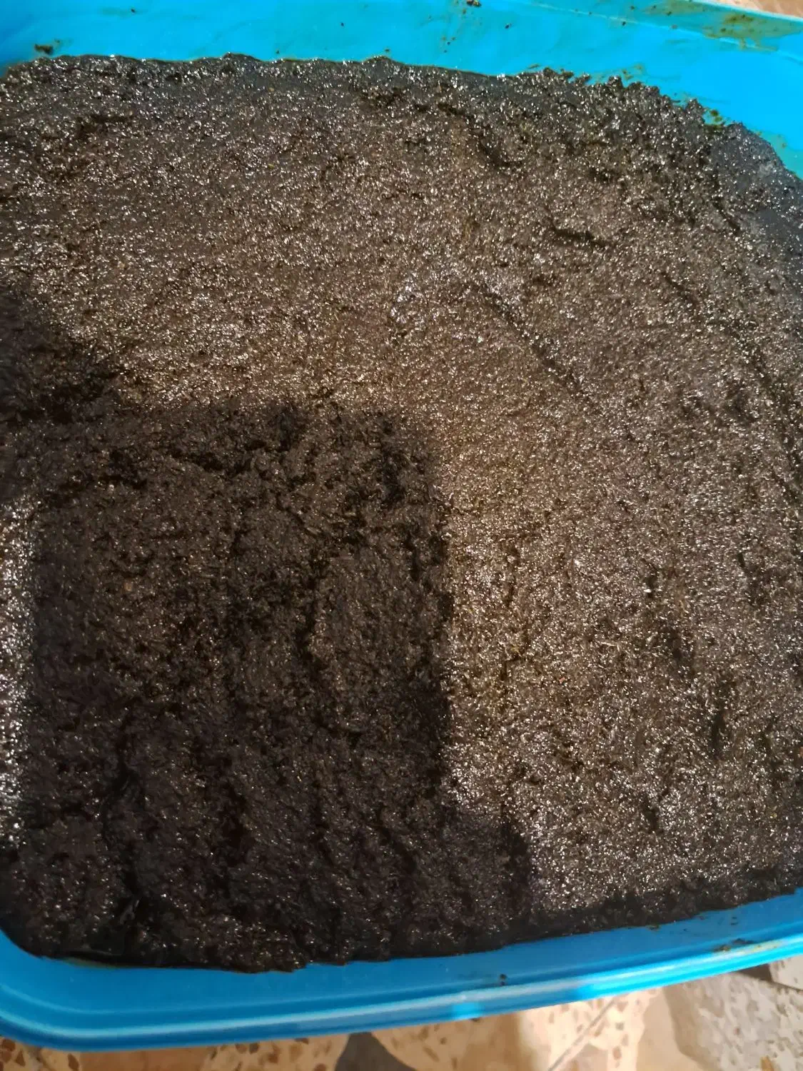 سبزی و پیاز سرخ شده|خوردنی و آشامیدنی|رشت, قاسمیه|دیوار