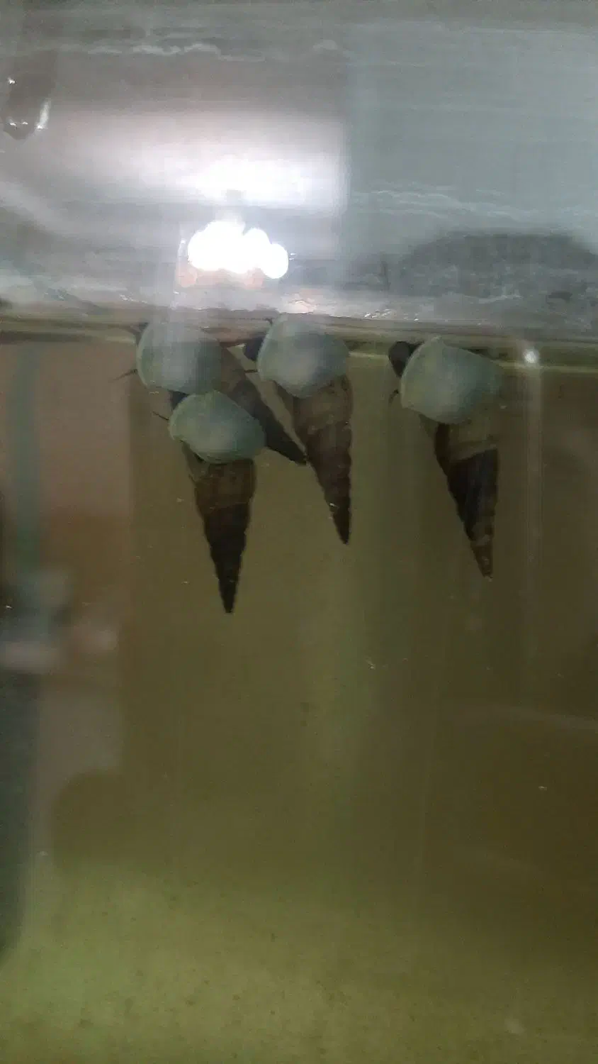 حلزون شیپوری مولد|ماهی|اصفهان, امامزاده اسماعیل|دیوار