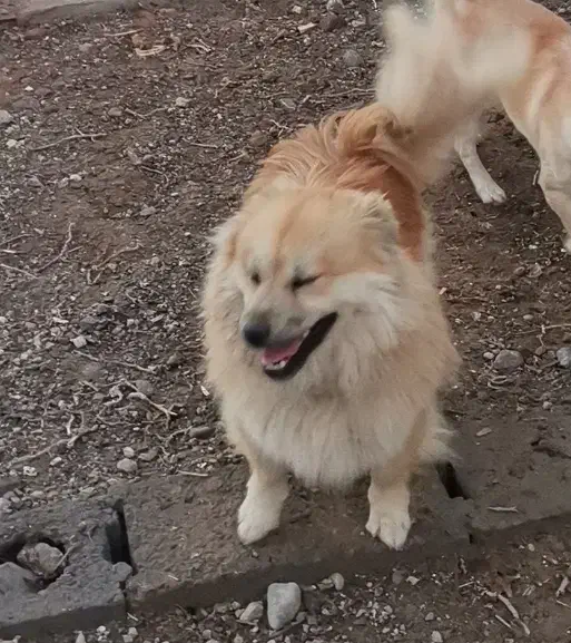 سگ گمشده|حیوانات|تبریز, |دیوار