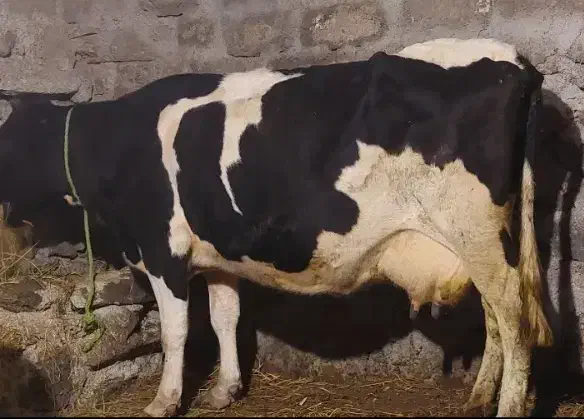 بوقاز مال دامازدخ|حیوانات|ویلکیج, |دیوار